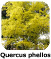 Quercus phellos